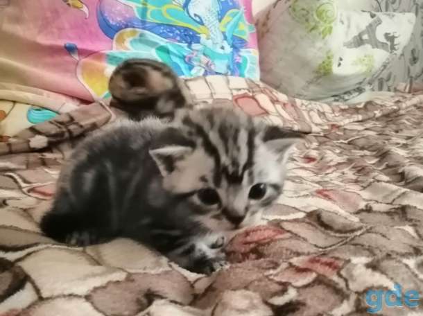 Шотландские котята, фотография 5