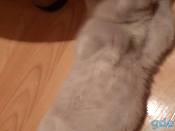 Котенок шотландский вислоухий, фотография 3