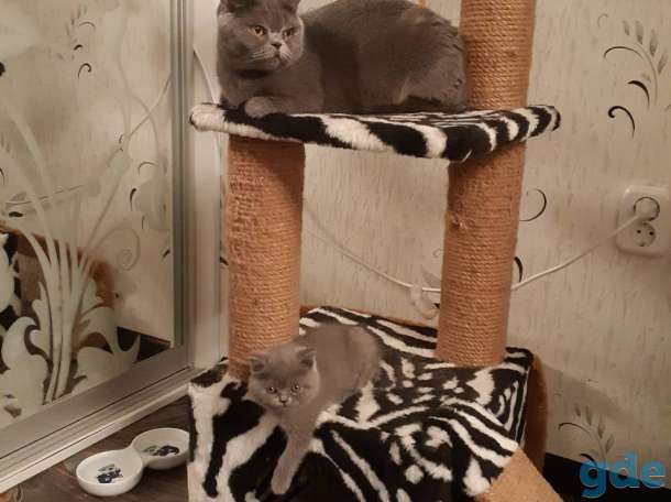Британские котята, фотография 2
