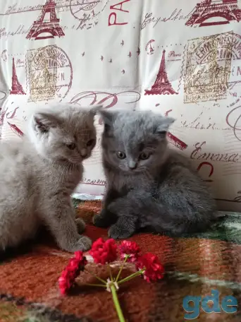 Котята британской породы., фотография 3