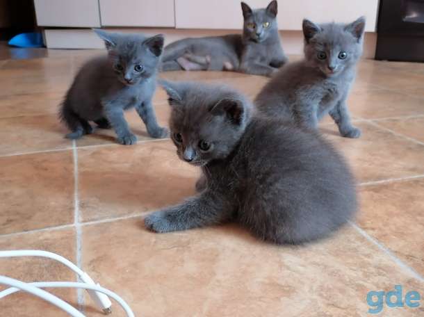 Русские голубые котята, фотография 4