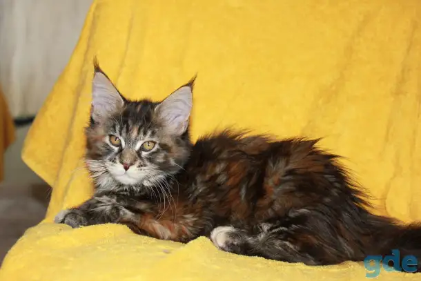 3 Котенок МЕЙН кун, фотография 3