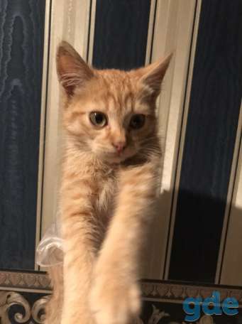 Котенок ищет дом, фотография 2