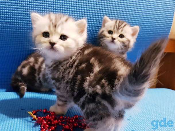 Шикарные, котята,от титулованных,родителей!, фотография 3
