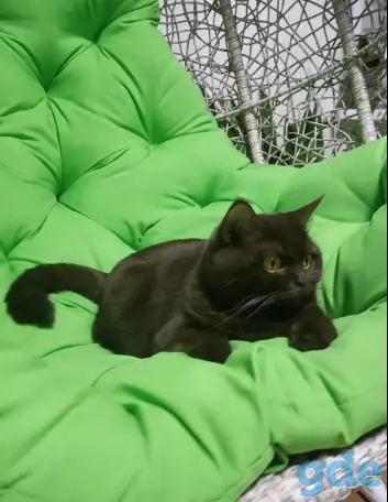 Котята британцы, фотография 11
