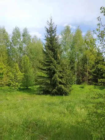 Участок между двух озёр и реки, Витебская обл, ушачский р, жаркий сс, д. Пряники, фотография 3