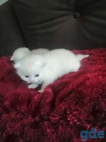 Шотландский котенок, фотография 10