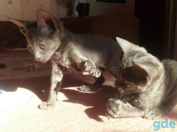 котята корниш рекс, фотография 5