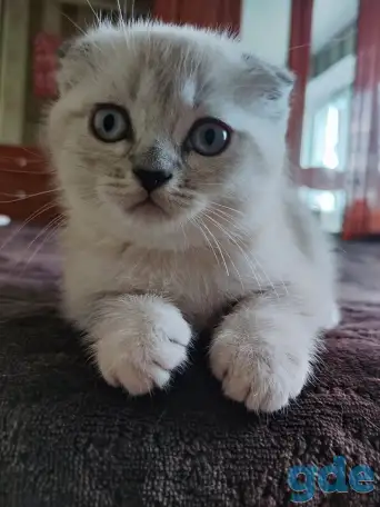 Шотландские котята, фотография 11