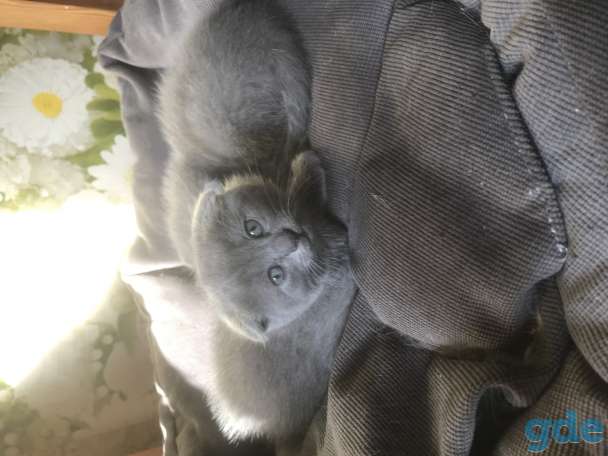Шотландские вислоухие котята, фотография 3