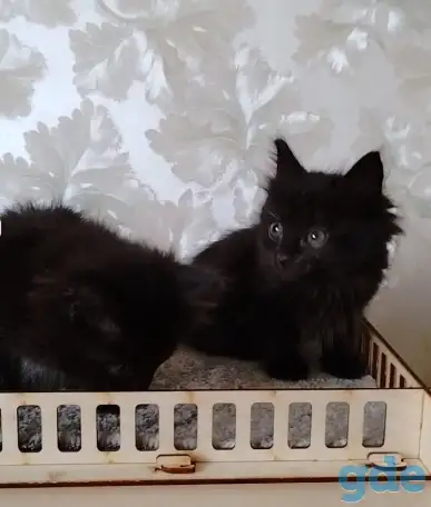 Курильский бобтейл котята, фотография 2