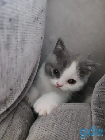 Котятки, фотография 4