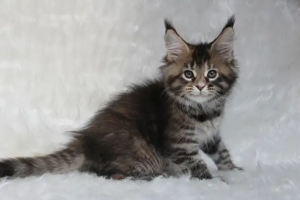 Шикарная кошечка Мейн-кун!, фотография 3