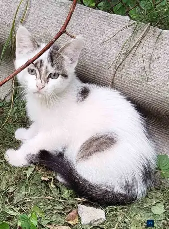 Кошка в добрые руки, фотография 3