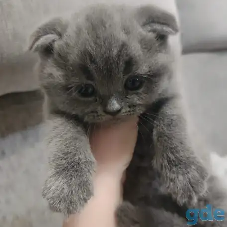 Котятки, фотография 2