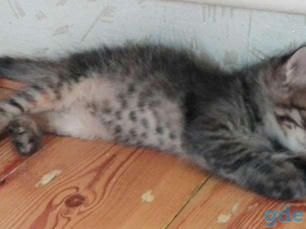 Срочно! Милые котята ищут нового хозяина, фотография 6