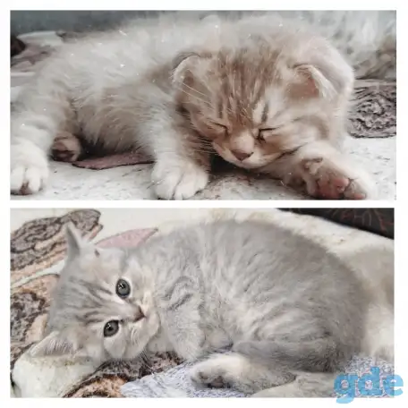 Шотландские котята, фотография 1