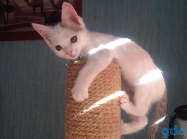 Котёнок ищет дом, фотография 7