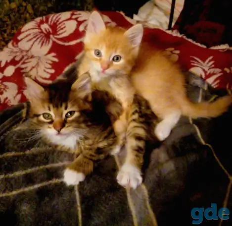 Котята в добрые руки, фотография 1