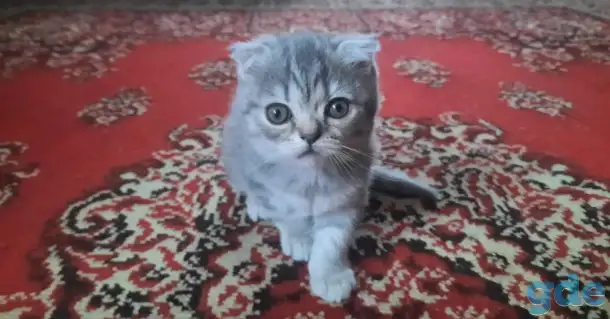 Британские кошечки, фотография 2