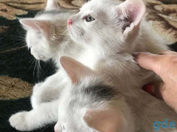 котята в дар, фотография 9
