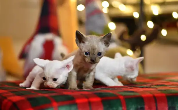 Котята Девон Рекс, фотография 5