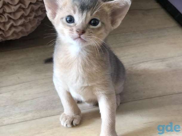 котята абиссины CFA, фотография 4