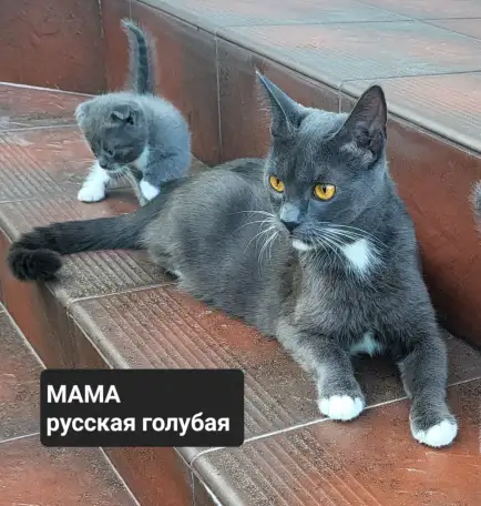 Продам 3 котят, фотография 4