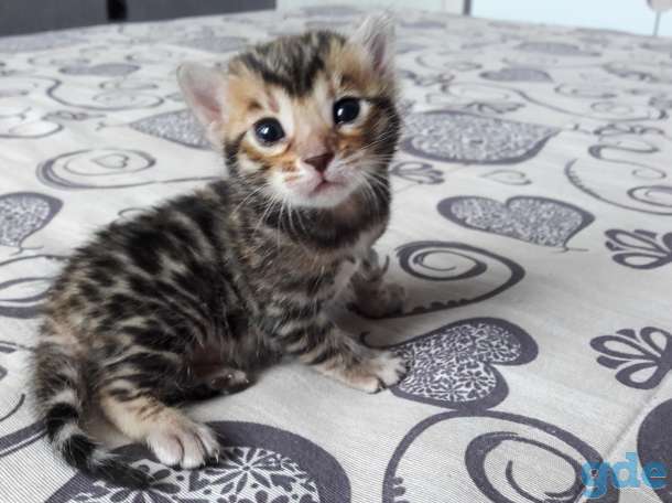 Бенгальские котята, фотография 1