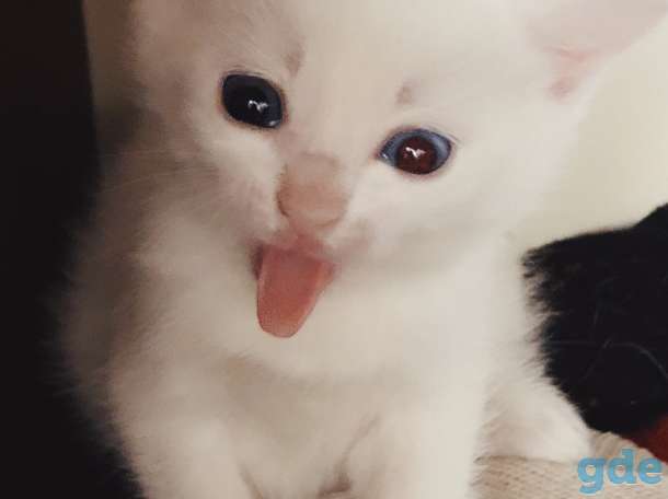Разноглазый белоснежный котенок ,от роду 1 месяц 2 недели, фотография 3