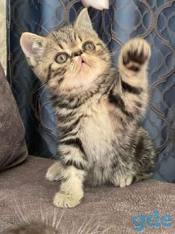Продам котят экозотов, фотография 5