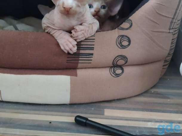 Котята канадского сфинкса, фотография 5
