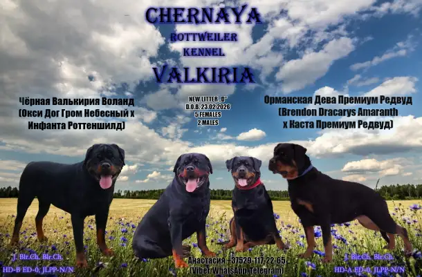 Ротвейлер щенки, фотография 1