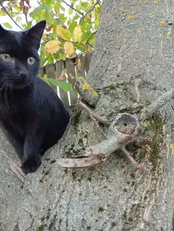 Котенок в дар, фотография 2