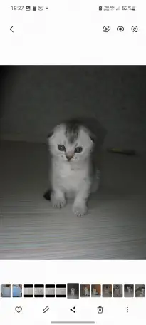 Шотландские котята, фотография 2
