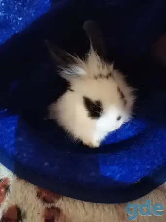 Кролик декоротивный, фотография 1