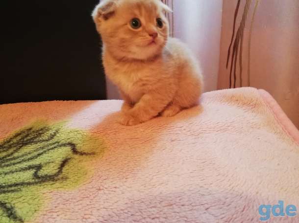 Котята шотландские вислоухие, фотография 1