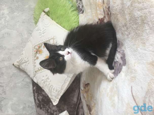 Котята, фотография 4
