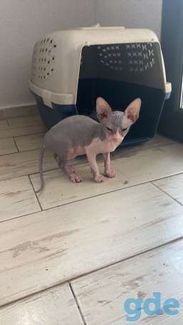 Котята Канадского Сфинкса, фотография 5