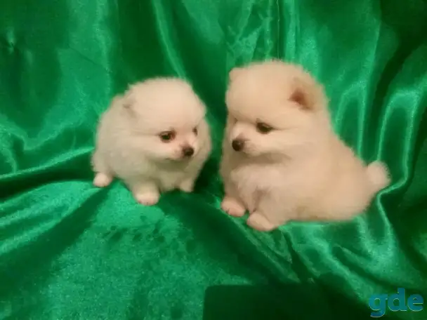 Померанский шпиц мальчики и девочки, фотография 6
