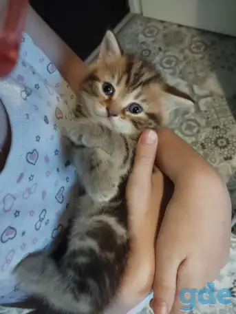 Шотландские котята, фотография 2
