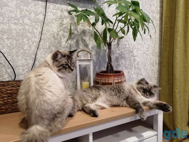 Невские маскарадные котята, фотография 4