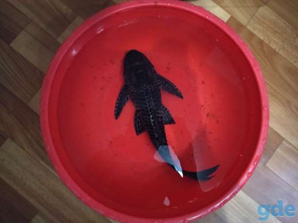 Аквариумные рыбки, фотография 2