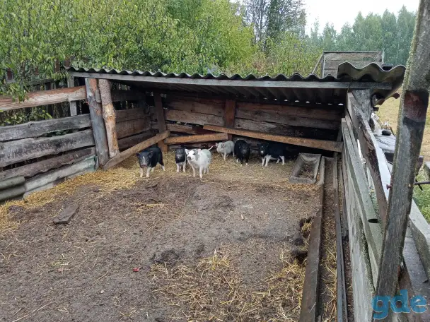 Вьетнамские поросята, фотография 5