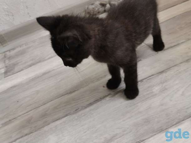 Котенок ищет дом, фотография 7