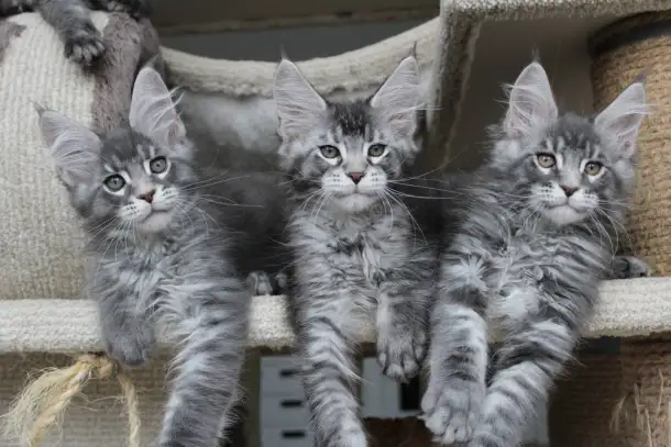 Котята мейн кун ждут Вас!, фотография 4