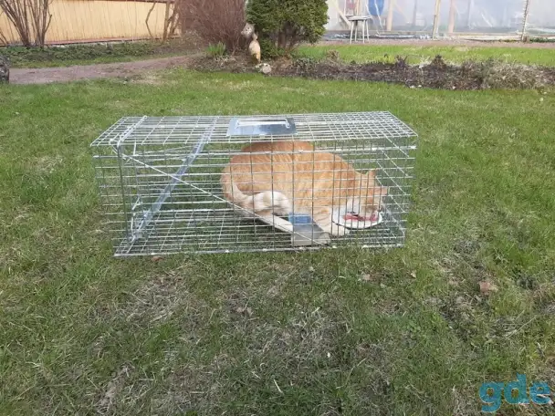Котоловка напрокат, фотография 4