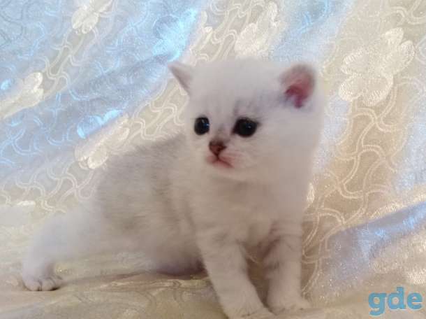 Чистокровные шотландские котята, фотография 4