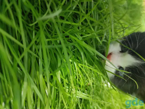 Котята (3 недели), фотография 7