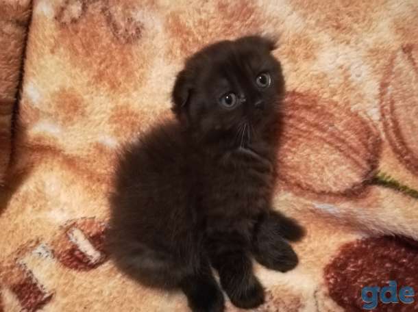 Шотландские котята., фотография 5